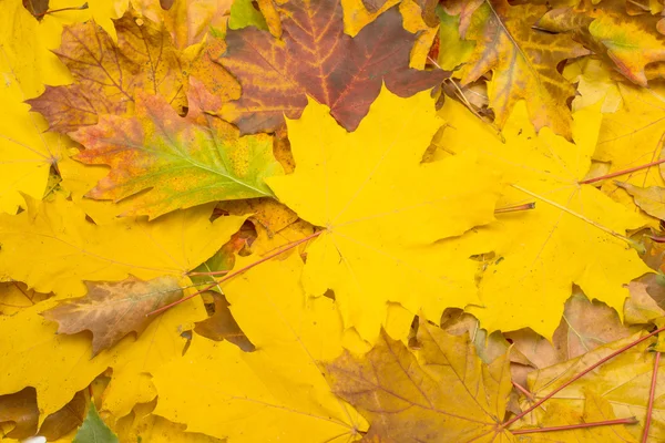 Tło jesiennych liści — Zdjęcie stockowe