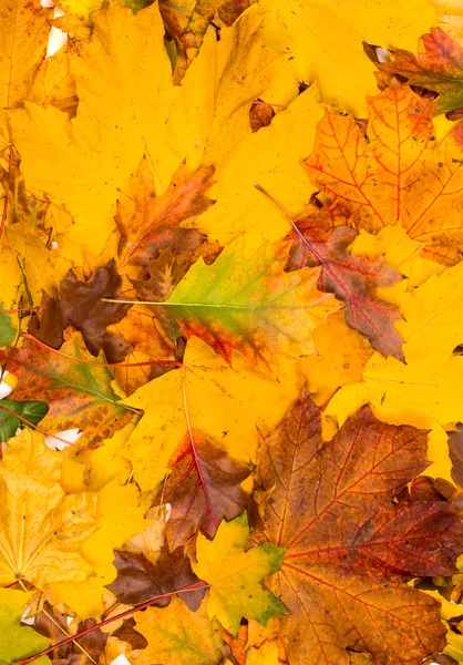 Fondo de hojas de otoño — Foto de Stock