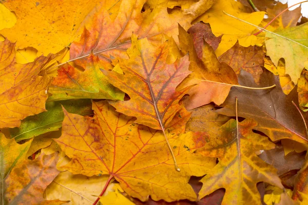 Fondo de hojas de otoño — Foto de Stock