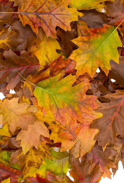 Background of autumn leaves — Stock Photo, Image