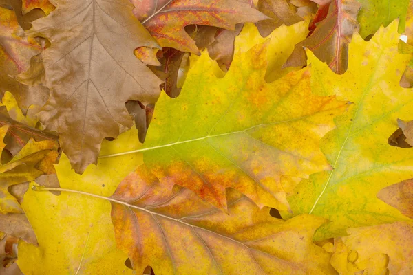 Fondo de hojas de otoño — Foto de Stock