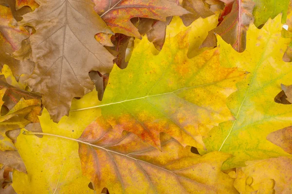 Background of autumn leaves — Stock Photo, Image