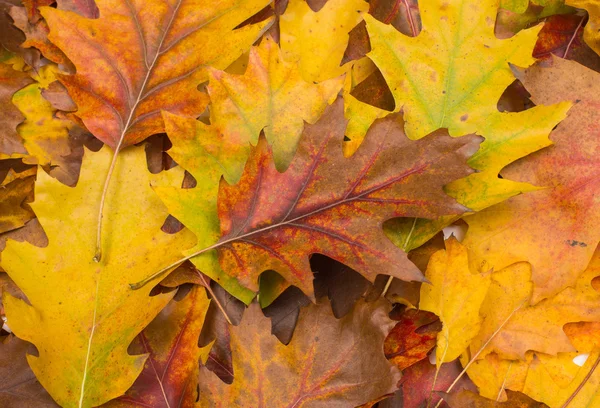 Fondo de hojas de otoño — Foto de Stock