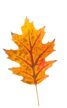 Sonbahar Yaprakları 