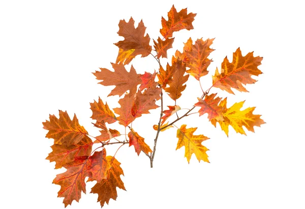 Podzimní listy — Stock fotografie