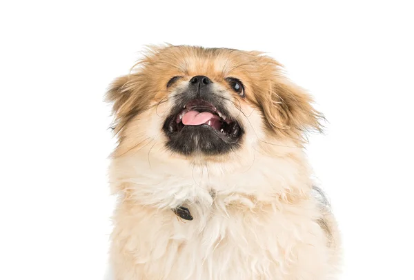 ペキニーズ子犬 — ストック写真