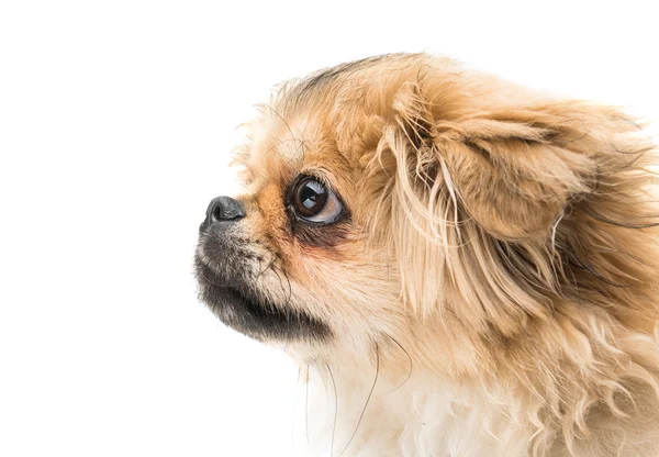 Είδος μικρού σκύλου κουτάβι — Φωτογραφία Αρχείου