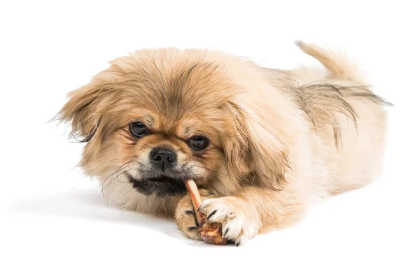 Filhote de cachorro pekingese — Fotografia de Stock