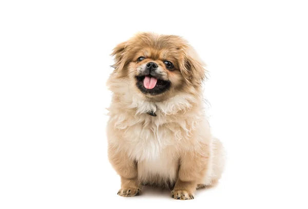 Filhote de cachorro pekingese — Fotografia de Stock