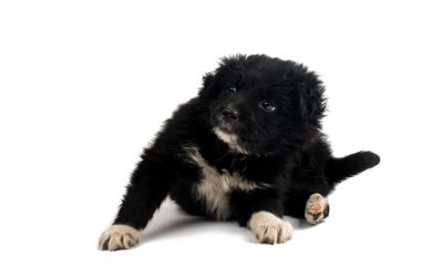 izole köpek yavrusu 