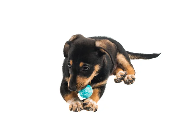 Teckel puppy — Stockfoto