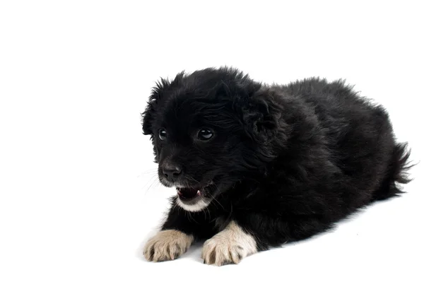 Cachorro aislado — Foto de Stock