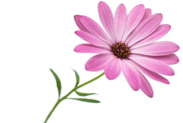 白色和粉色 Osteospermum 雏菊或海角雏菊花 — 图库照片