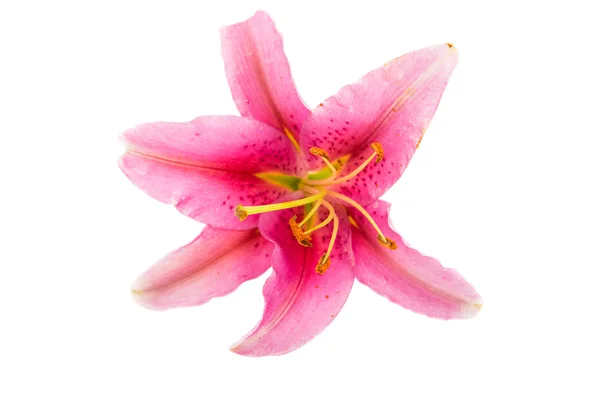 Pink lily květina — Stock fotografie