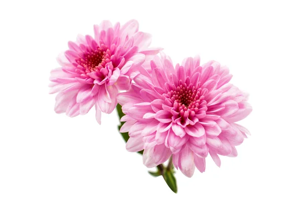 Chrysanthemum flower — Stock Photo, Image