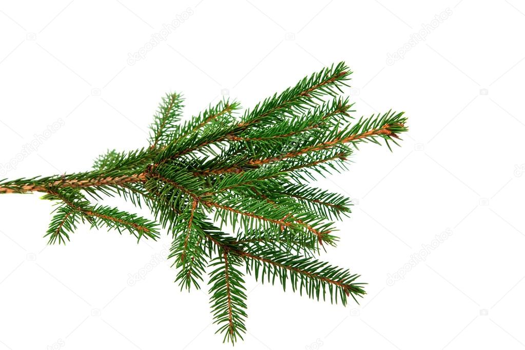 spruce branch 