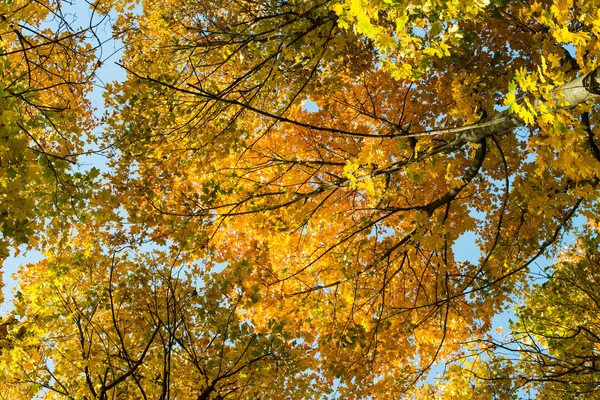 Vyhledávání na koruny stromů, podzimní — Stock fotografie