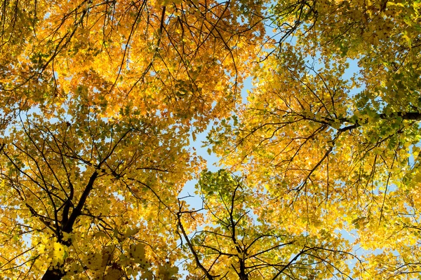 Olhe para a coroa das árvores de outono — Fotografia de Stock