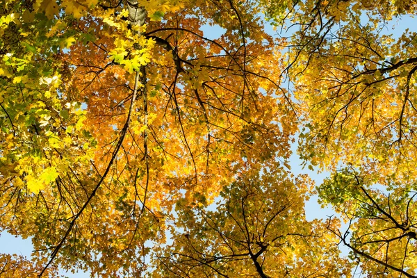 Look-up aan de kroon van herfst bomen — Stockfoto