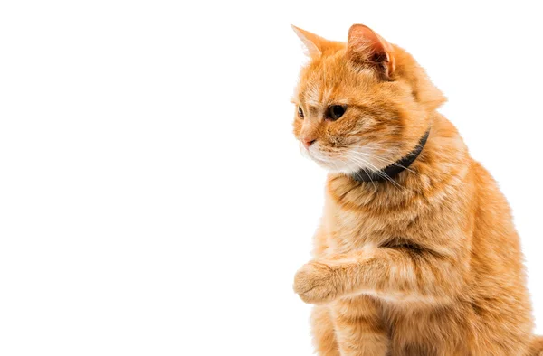 Gato vermelho — Fotografia de Stock