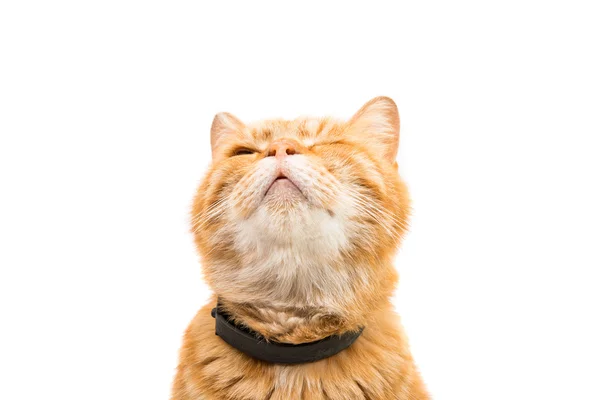 Röd katt赤い猫 — Stockfoto