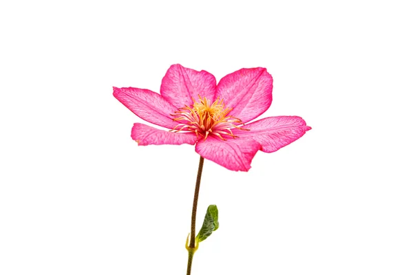 Цветок изолирован — стоковое фото
