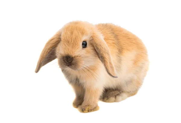 Кролик-домашний — стоковое фото