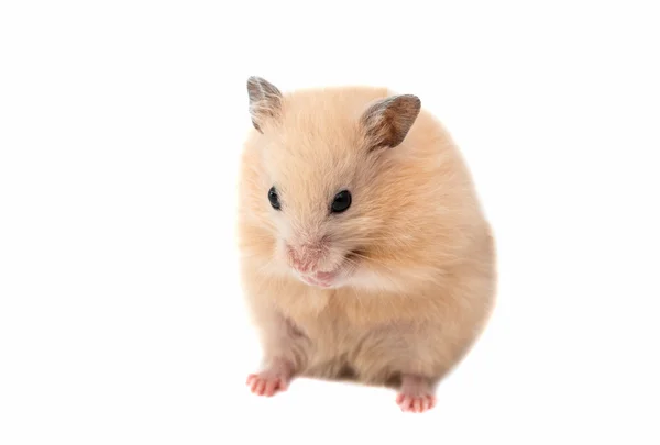 Hamster — Stockfoto