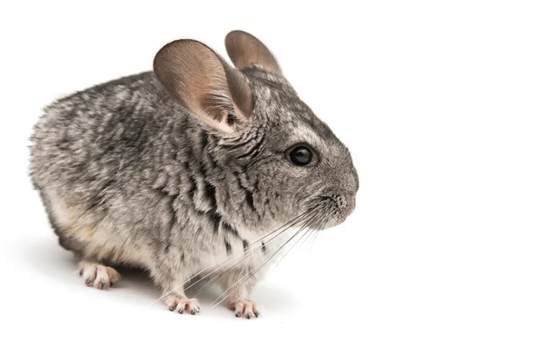 Chinchilla — Stockfoto