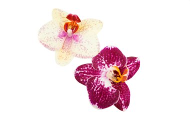 Orkide çiçek 
