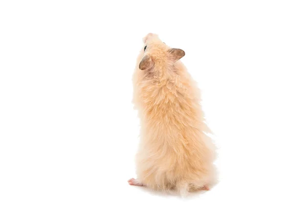 Hamster — Stock Photo, Image