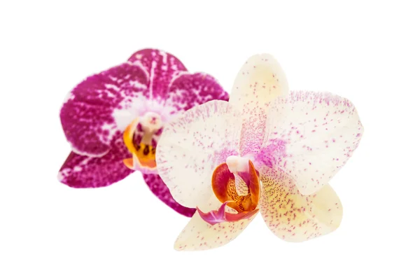 Orchid flower — Stock Photo, Image