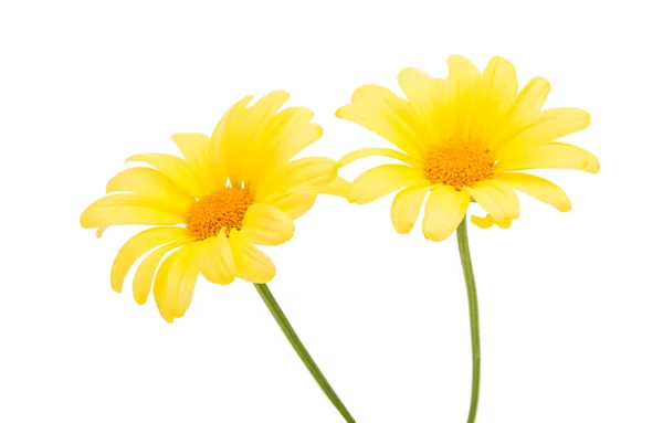 Yellow daisy — Stock Photo, Image