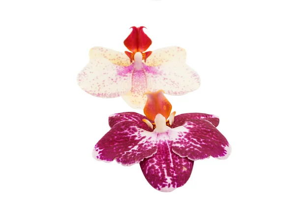 Orchid flower — Stock Photo, Image