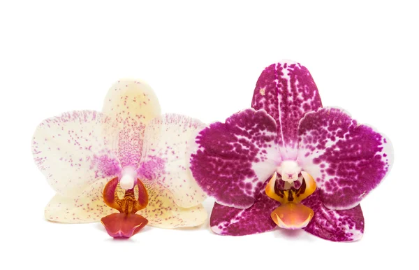 Orchid flower — Stock Photo, Image