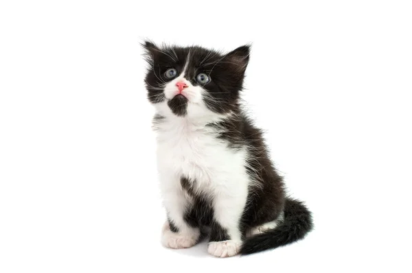 Kitten — Stock Photo, Image