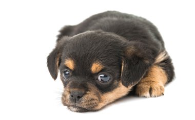 izole köpek yavrusu 