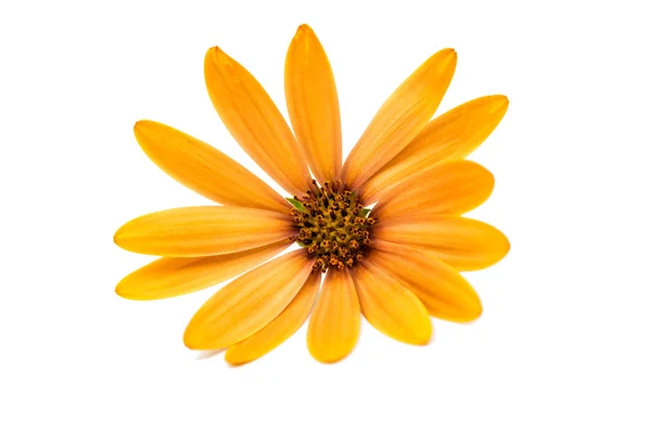 Osteospermum daisy vagy cape százszorszép virág virág — Stock Fotó
