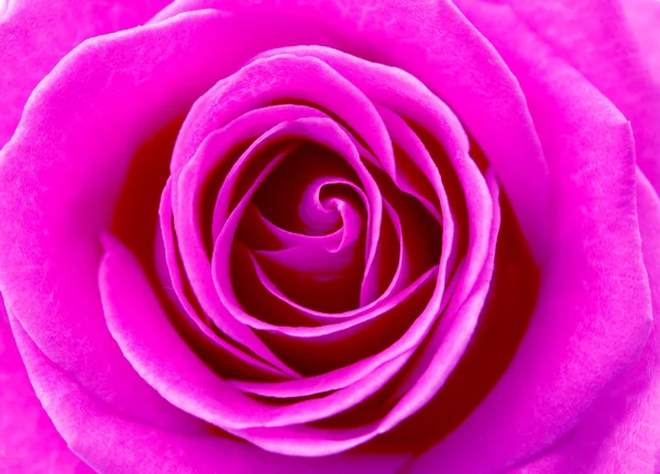 Pink rose — Stock Photo, Image