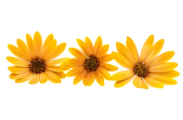 Osteospermum Daisy or Cape Daisy Flower Flower — Stock Photo, Image