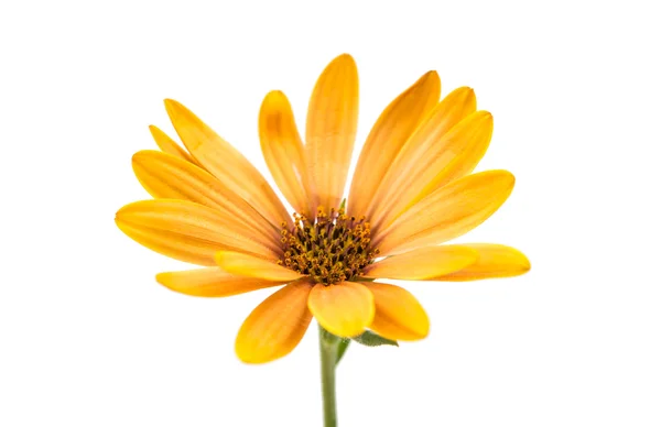 Osteospermum Daisy or Cape Daisy Flower —  Fotos de Stock