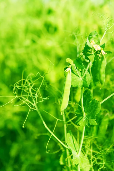 Cultivo de guisantes — Foto de Stock