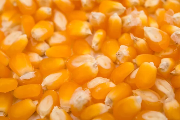 Corn for popcorn — Stock Photo, Image