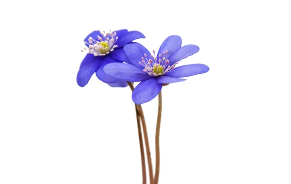 Hepatica nobilis — Stock Photo, Image