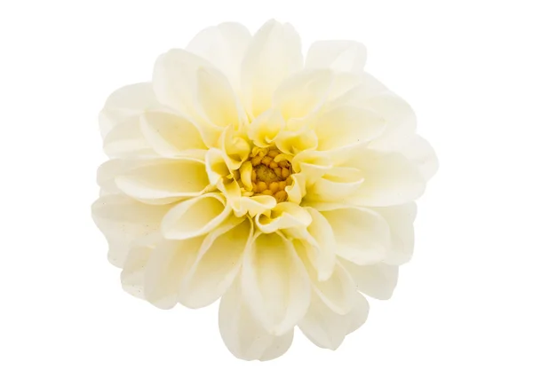 Chrysanthème — Photo