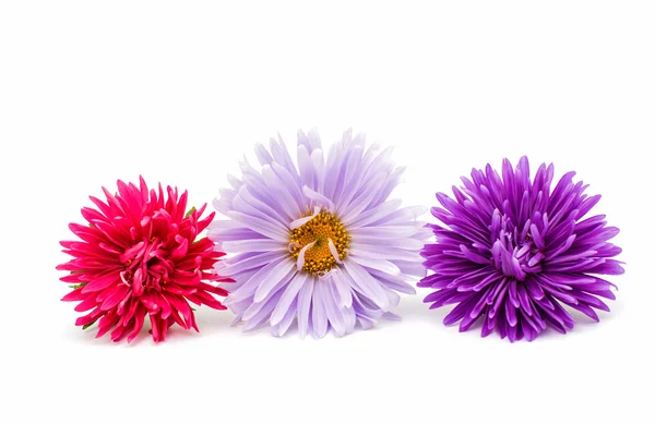 Chrysanthemum — Stock Photo, Image