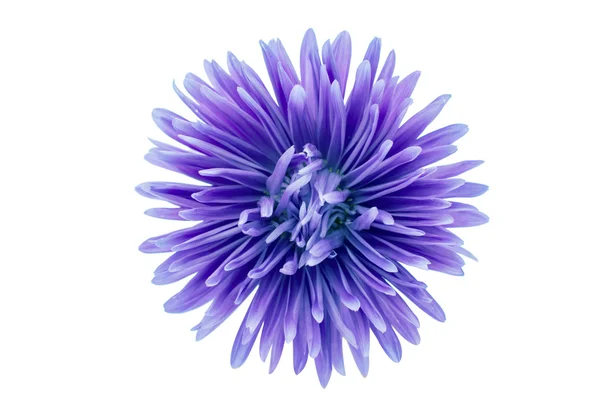 Chrysanthemum — Stock Photo, Image