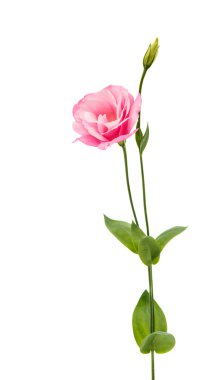 eustoma çiçek 