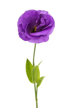 eustoma çiçek 