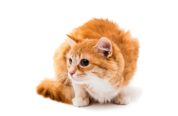 Gatto rosso — Foto Stock